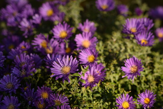 European Michaelmas daisy, aster amellus flowers, violet flowers in autumn garden, aster background.