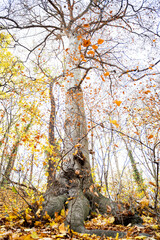 Fototapeta premium Tall large old maple tree with autumn yellow leaves and thick roots grows in the forest on fine October or November day. Nature, season specific, ecology, environment
