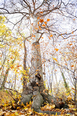 Tall large old maple tree with autumn yellow leaves and thick roots grows in the forest on fine...