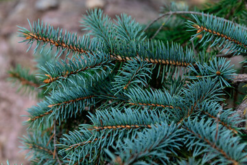 Naklejka na ściany i meble Fluffy Fir branch in close up. The concept of Christmas. Space for text.