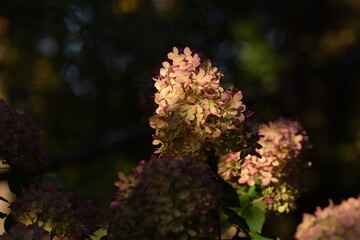 Hortesia in sunlighted but dark garden, autumn colors of panicled hydrangea flower, autumn hortesia.