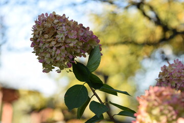 Hydrangeas flowers on bokeh garden sunny background, autumn colors of panicled hydrangea flowers.