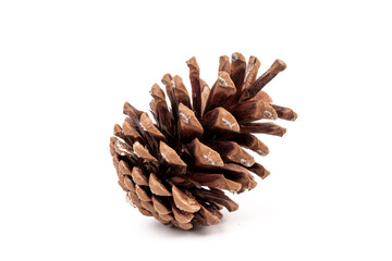 Pine cones isolated on a white background, photography