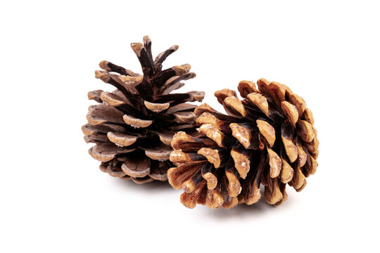 Pine cones isolated on a white background, photography