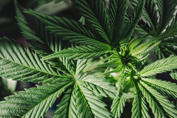 Marijuana leaves, cannabis on a dark background