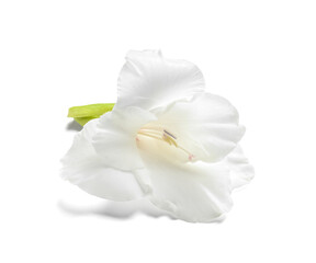 Fototapeta na wymiar Beautiful gladiolus flower on color background