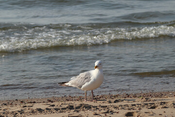 European herring gull (Larus argentatus)