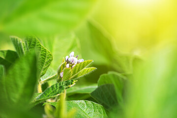 Blooming soybean plant close-up on the background of an agricultural field of soybeans in the rays of the sun. Background with blurred space for text.