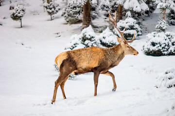 Male red deer (Cervus elaphus) in the winter mountain forest after snowfall, selective focus