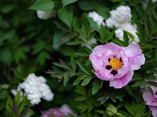beautiful pink wild peony flower in a spring garden or park. blooming pink Peony or Paeonia daurica.