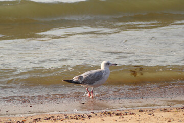 European herring gull (Larus argentatus)
