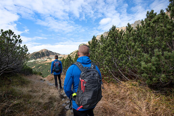 Obraz premium Hiker on a hiking trail in the mountain rhododendron zone. Dill valley in the High Tatras. 
