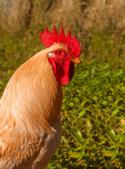 Portrait of rooster or cock . Headshot. Beautiful young rooster, gold colored. Topic: chicken breeding, poultry farming