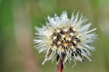 Weiße Blumensamen mit Wassertröpfchen