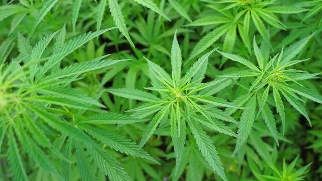 Cannabis green plant. Anti law herb. Cbd field. Hemp garden. Medicine outdoor background. Drug agriculture. Smoking nature farm. Oil weed. Science culture