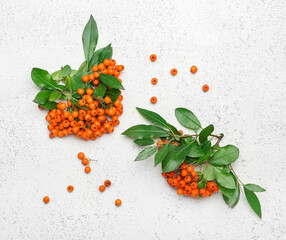 Bunches of rowan berries on light background