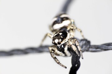 Springspinne