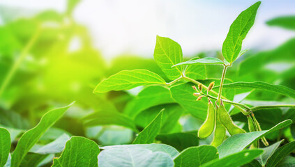 Young green pods of soybeans on the stem of a young growing plant on a soybean field in the rays of the summer setting sun, close-up with blurred background. Selective focus