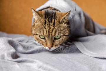 Funny arrogant domestic tabby cat lying on couch under plaid indoors. Kitten resting at home keeping warm hiding under blanket in cold fall autumn winter weather. Pet animal life Hygge mood concept.