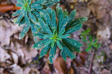 Hojas verdes sobre hojas secas