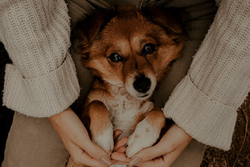 Happy Dog Resting on Person Looking Adorably