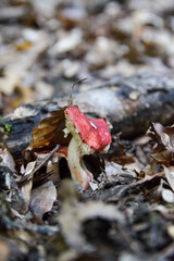 Seta venenosa