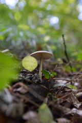 Seta de otoño
