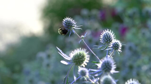A bumblebee feeds on eryngium flowers