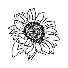 Sunflowers Hand drawn sketches of sunflowers. sunflower vector
