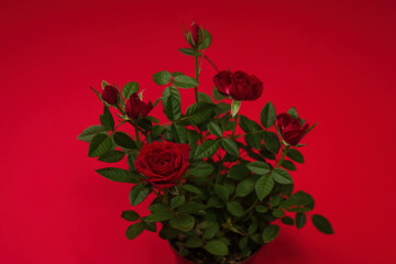 RRed roses in a pot on red background. Copy space.