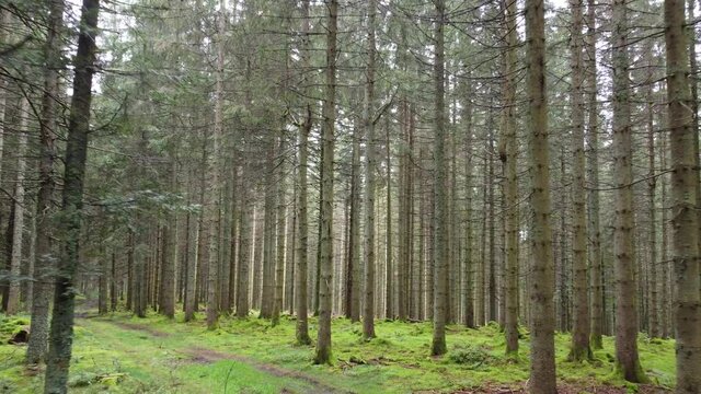 Drohnenaufnahme durch Nadelwald