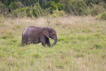 Little african elephant, Loxodonta africana, in the green grasslands of the Masai Mara