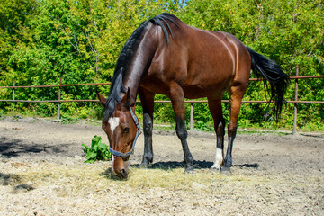 Obraz premium Large red horse, close-up. The horse on the farm eats grass. Young stallion in the countryside.