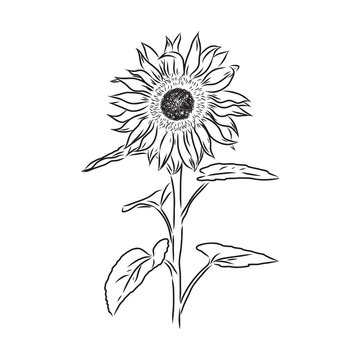 Sunflowers Hand drawn sketches of sunflowers. sunflower vector