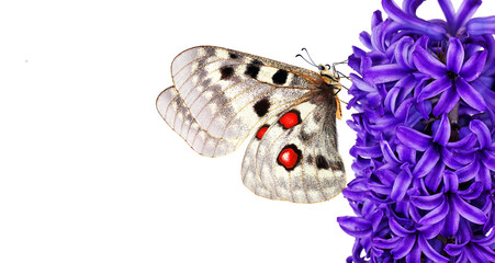 colorful apollo butterfly on blue hyacinth flower isolated on white. copy space