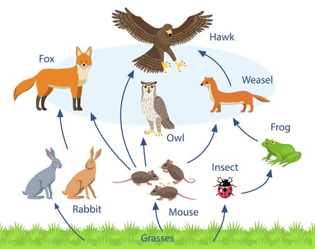 Set with different animals in a biological food chain on white background