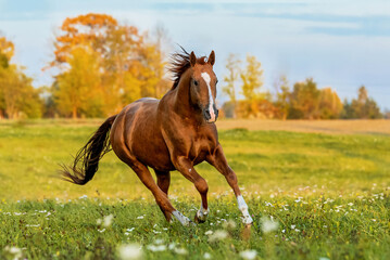 Don breed horse running on the field in autumn. Russian golden horse. - Powered by Adobe