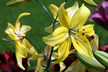 Yellow blooming lily flowers, against a background of green grass, close-up.
