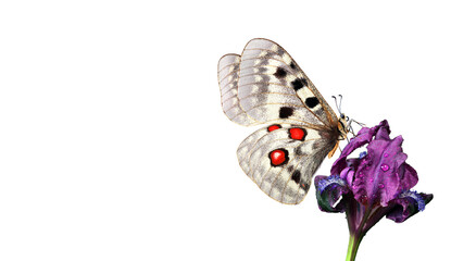 bright butterfly apollo parnassius on purple iris flower isolated on white. butterfly on flower for...