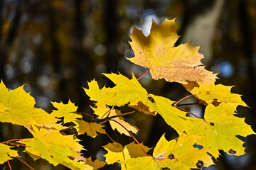 Autumn maple leaves.