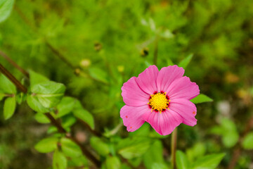 Fototapeta premium Flor rosa 