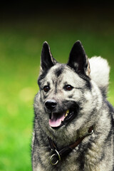 norwegian elkhound playing in the grass