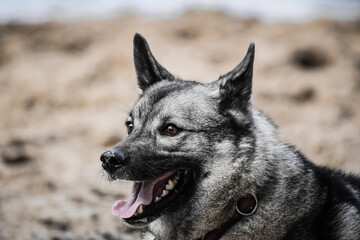 norwegian elkhound playing on the beach - Powered by Adobe