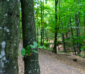 Obraz premium path in the woods