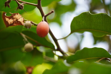 red fruite on tree image HD