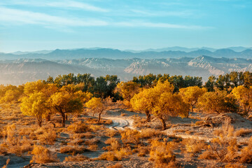 Fototapeta premium Turanga, relic tree of Kazakhstan nature