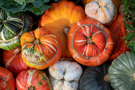 Display of colourful pumpkins, gourds and squash to celebrate Halloween, photographed on a sunny October day in a garden in Wisley, Surrey UK.