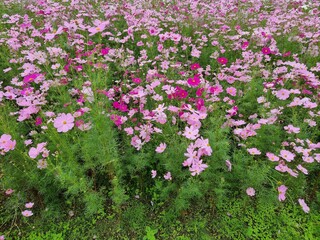 field of flowers