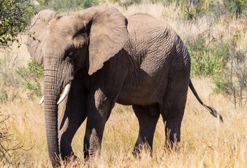 Fototapeta premium young bull elephant in the Pilanesberg game reserve, South Africa
