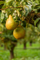 Close up of ripe pears in pear orchard